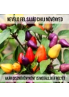 Kép 2/3 - Aurora chili paprika növény nevelő szett
